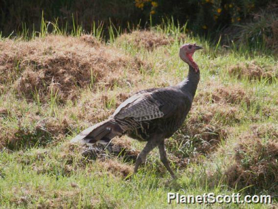 Wild Turkey (Meleagris gallopavo) 