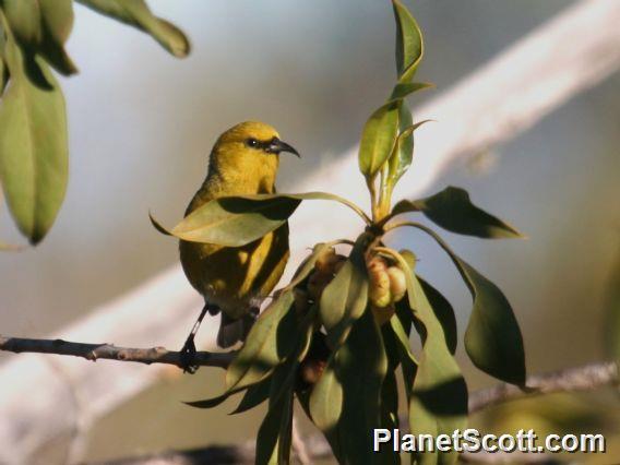 Common Amakihi (Chlorodrepanis virens) 