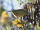 Common Amakihi (Viridonia virens) 