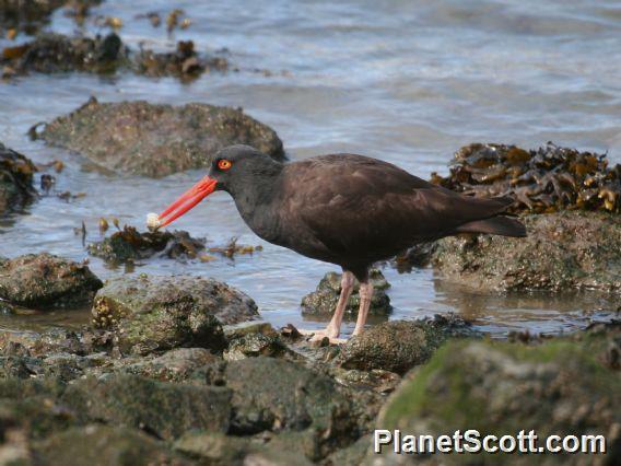 Black Oystercatcher (Haematopus bachmani) 