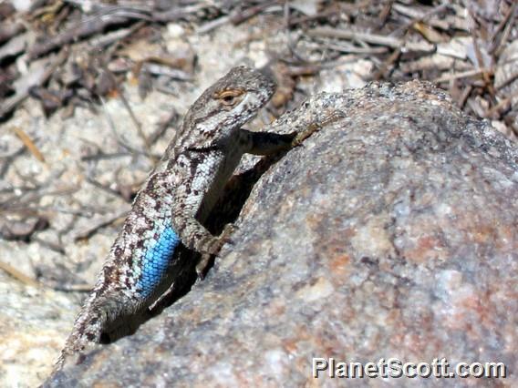 Western Fence Lizard - Sceloporus occidentalis