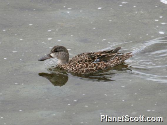 Blue-winged Teal (Spatula discors)