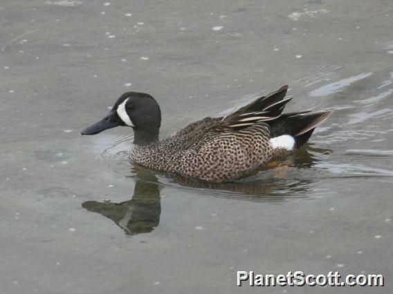 Blue-winged Teal (Spatula discors) Male