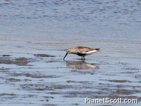 Dunlin (Calidris alpina) 