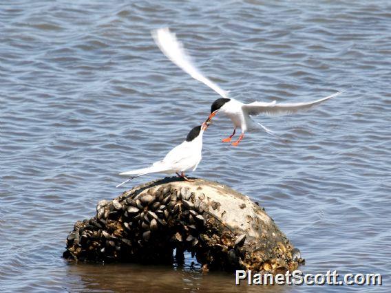 Forster's Tern (Sterna forsteri) 