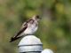 Northern Rough-winged Swallow (Stelgidopteryx serripennis) 