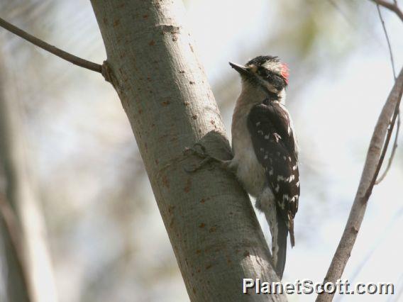 Downy Woodpecker (Picoides pubescens) Male