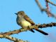 Ash-throated Flycatcher (Myiarchus cinerascens) 