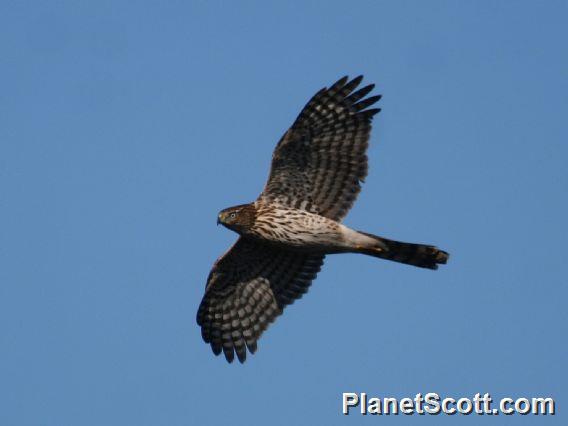 Cooper's Hawk (Accipiter cooperii) 