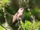 Allens Hummingbird (Selasphorus sasin) Juvenile Male