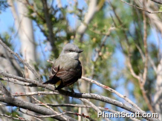 Cassin's Kingbird (Tyrannus vociferans) 
