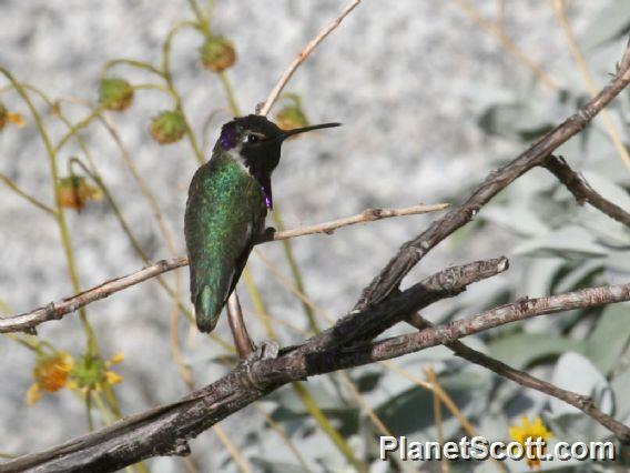 Costa's Hummingbird (Calypte costae) Male