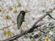 Costas Hummingbird (Calypte costae) Male