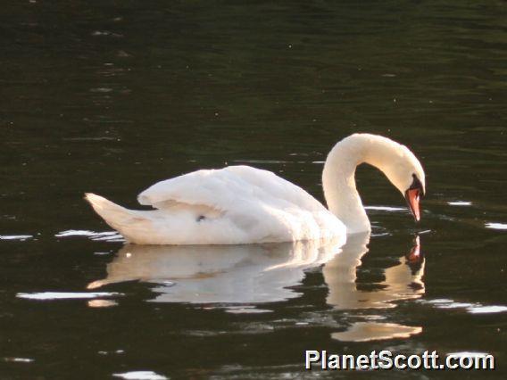 Mute Swan (Cygnus olor) 