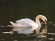 Mute Swan (Cygnus olor) 