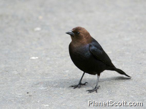 Brown-headed Cowbird (Molothrus ater) Male