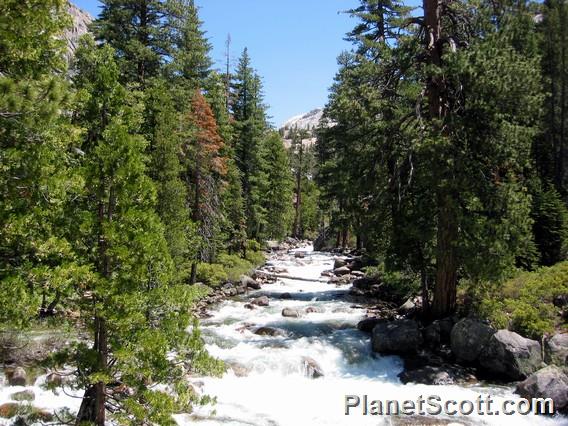 River and Trees, Yosemite National Park