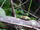 Pacific Treefrog (Pseudacris regilla) 