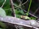 Sierran Treefrog (Pseudacris sierra) 