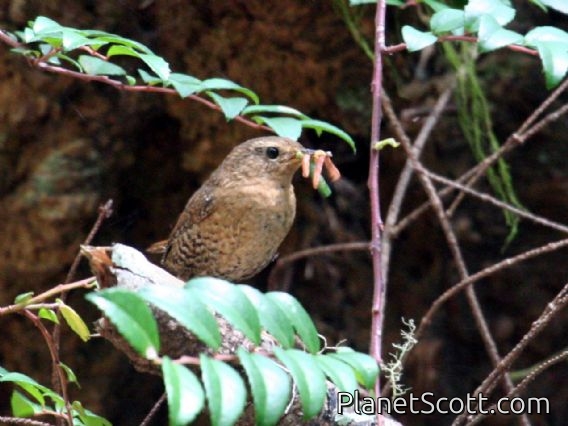 Pacific Wren (Troglodytes pacificus)