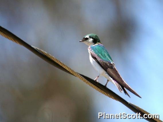 Violet-green Swallow (Tachycineta thalassina) 