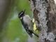 Downy Woodpecker (Picoides pubescens) Female