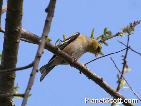 American Goldfinch (Carduelis tristis) Male Nonbreeding