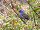 Blue Grosbeak (Guiraca caerulea) Male - Glen Park