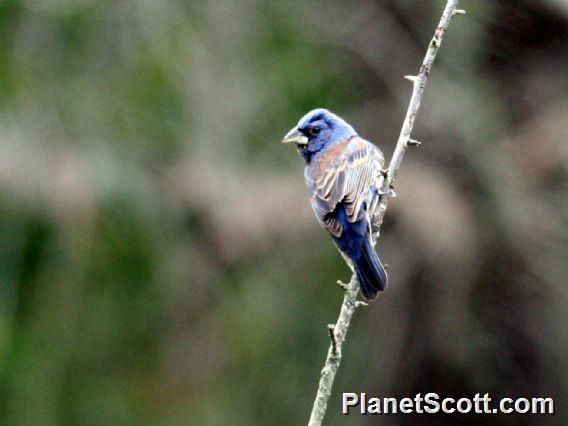 Blue Grosbeak (Guiraca caerulea) Male - Glen Park