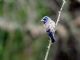 Blue Grosbeak (Guiraca caerulea) Male - Glen Park