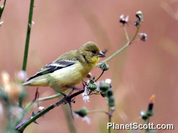 Lesser Goldfinch (Spinus psaltria) 