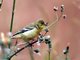 American Goldfinch (Carduelis tristis) 