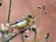 Lesser Goldfinch (Spinus psaltria) 