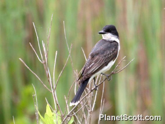 Eastern Kingbird (Tyrannus tyrannus) 