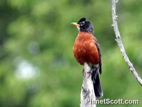 American Robin (Turdus migratorius) 