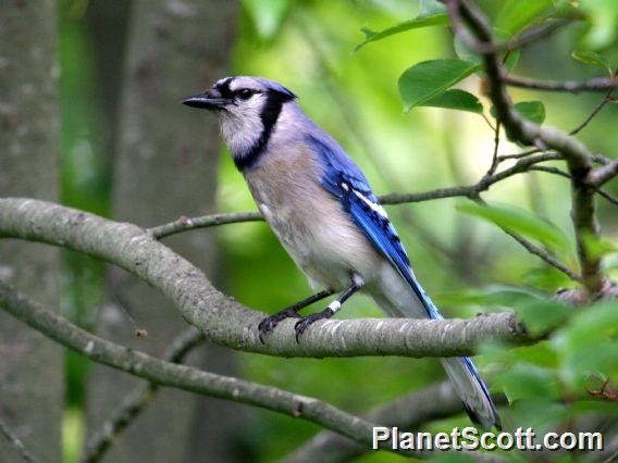 Blue Jay (Cyanocitta cristata) 