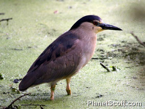 Black-crowned Night-Heron (Nycticorax nycticorax) 