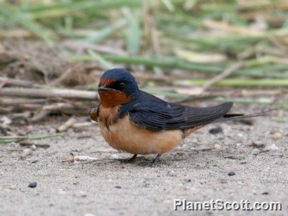 Barn Swallow (Hirundo rustica) 