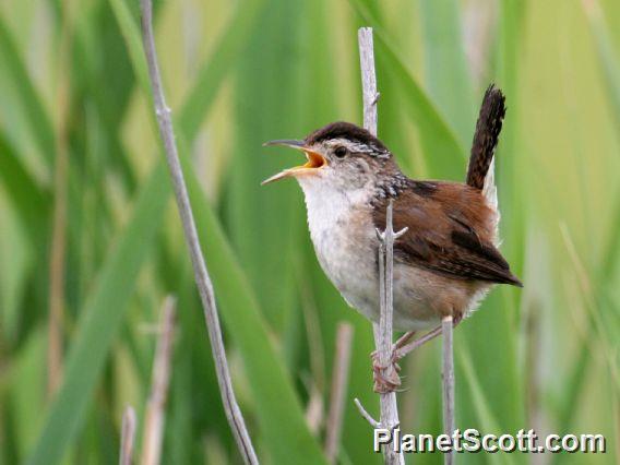 Marsh Wren (Cistothorus palustris) 