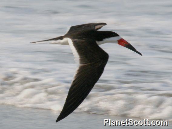 Black Skimmer (Rynchops niger) 