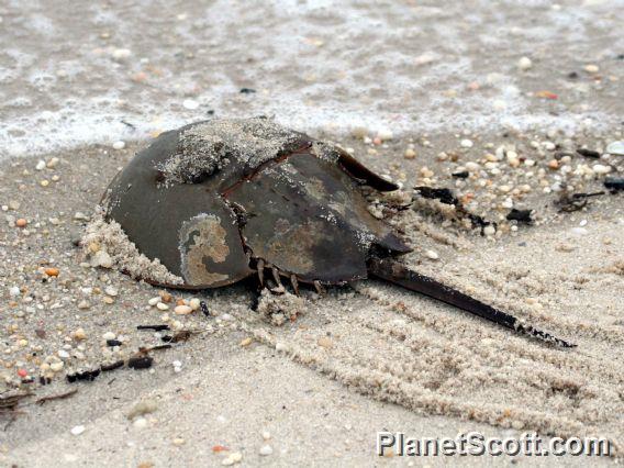 Horseshoe Crab (Limulus polyphemus) 