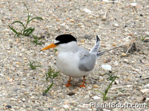 Least Tern (Sterna antillarum) 