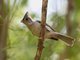 Tufted Titmouse (Parus bicolor) 