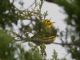 Prairie Warbler (Dendroica discolor) 