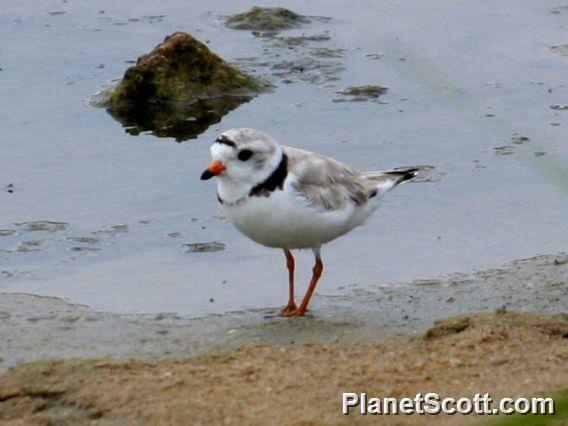 Piping Plover (Charadrius melodus) 