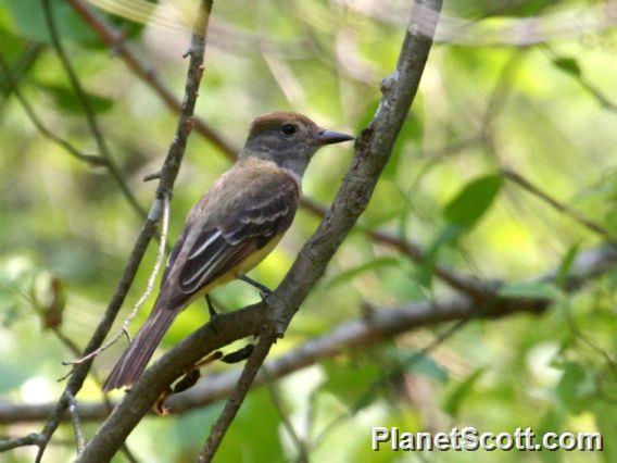 Great Crested Flycatcher (Myiarchus crinitus) 