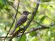 Great Crested Flycatcher (Myiarchus crinitus) 