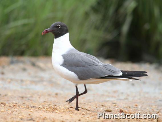 Laughing Gull (Larus atricilla) 