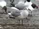 Laughing Gull (Larus atricilla) 2nd Summer