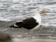 Great Black-backed Gull (Larus marinus) 